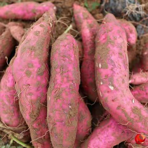 【盐镇乡贤】红薯到粉条，自然好味道--让你味觉感受童年情感记忆-。