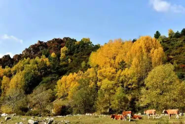 醉美庞泉沟