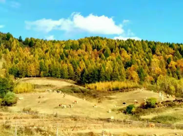 醉美庞泉沟