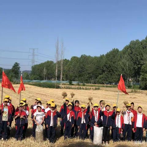 劳动体验实践忙，夏收研学励心智——“捡拾麦穗，颗粒归仓”东风镇学校劳动实践活动纪实