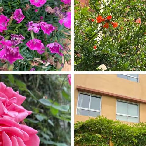 五月鲜花盛开 上新盼你归来——济南市上新街小学复课记