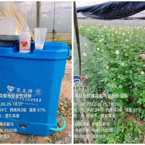 牛电防治白雪山玫瑰蓟马安全性试验