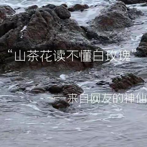 “山茶花不懂白玫瑰”