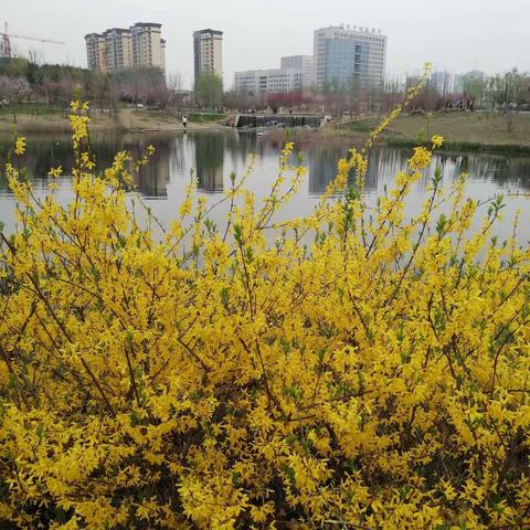 【春暖，花开】滨河校区五年级线上学习成果展示