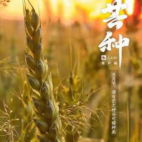 《风吹麦浪，收获快乐》——中一班“芒种”节气主题活动