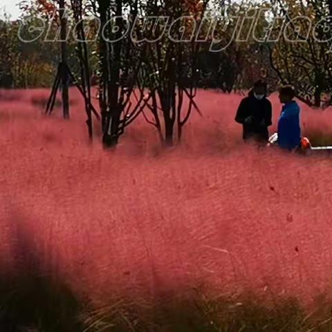 粉色的秋（粉黛花海）