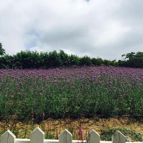 薰衣草山庄一日游