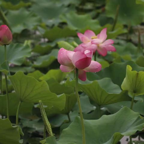 雨荷