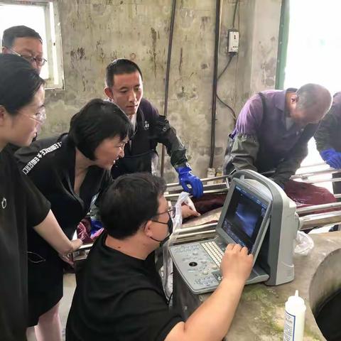 我市首次运用超声检测技术监测鲟鱼发育状态