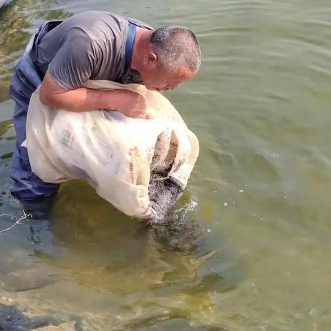 我市南美白对虾虾苗顺利引进