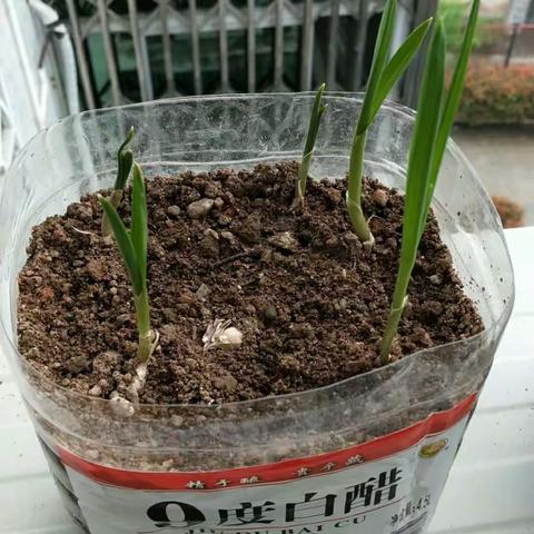 观察蔬菜植物的生长实验