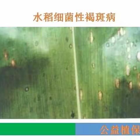 细菌性病害图谱大全