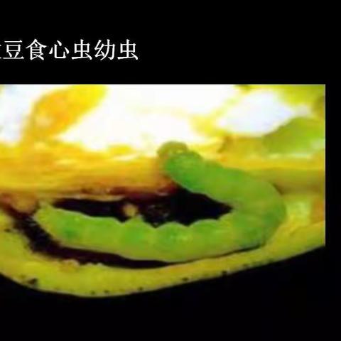 22张图说图说清危害大豆的那些虫？
