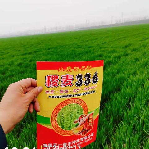 稷麦336，比百农207增产最高的品种，既高产又优质。