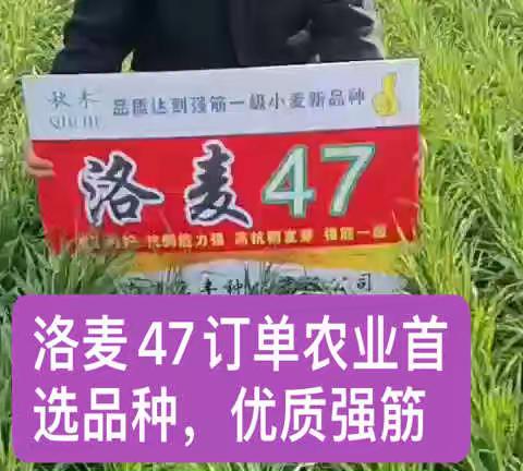 洛麦47:一级优麦，订单农业首选品种