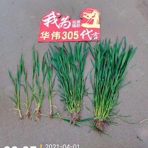 红麦双雄：华伟305，华伟306，2021年4月28号观摩会会议风景。