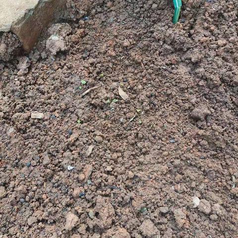 栽种生命的新绿，点亮自然的微光