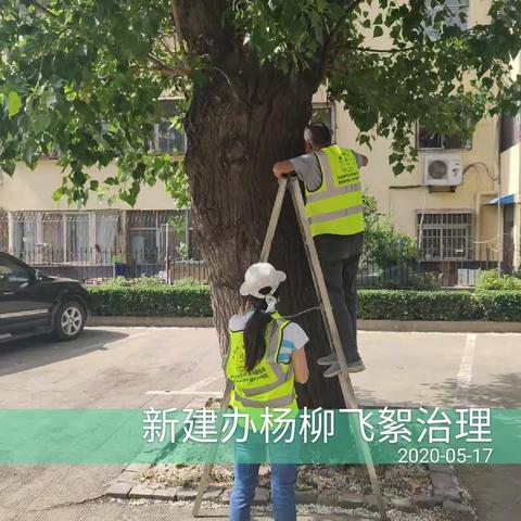 加强杨柳飞絮治理 营造良好人居环境