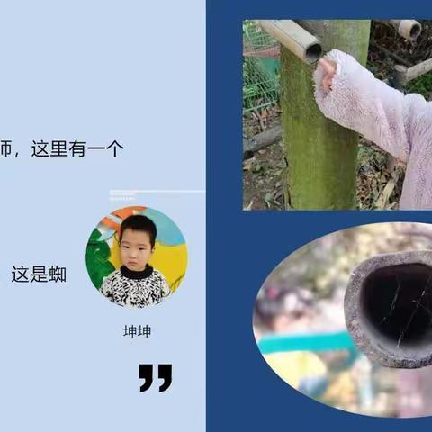 天罗地网——小班孩子们和蜘蛛的奇妙探究历程