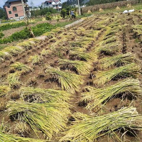 走进秋天的田野