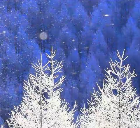 杨家庄小学线上教学告家长书