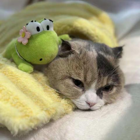 丫丫成长记