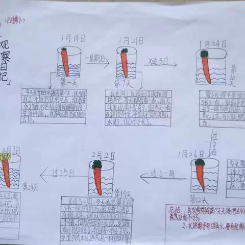 生命的期盼——学生植物观察活动