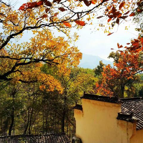 塔川、宏村赏秋景