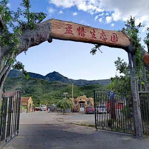 军庄镇孟悟村京白梨进入黄金采摘期啦！“梨”享中的美味，等你来尝鲜～