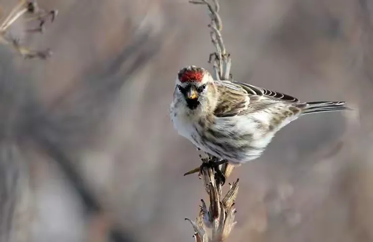 苏鸟憨厚，不怕人，适合家养。养苏鸟只要一碗水和一碗谷粒（或谷穗）就可以。苏鸟吃食，嗑谷子皮动作特