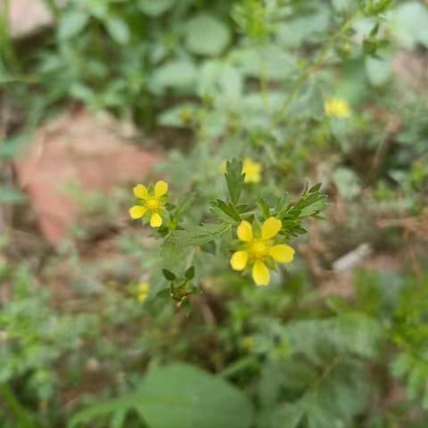 缤纷暑假，多彩展示—四年级暑假作业纪实