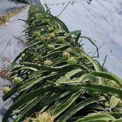 海南天涯红种植基地，向大家拜年了！