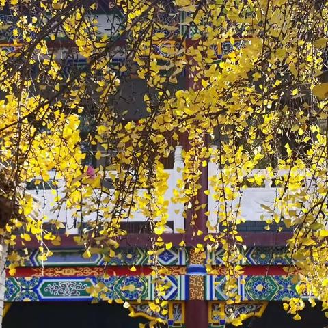 二丫足迹—难忘的歌