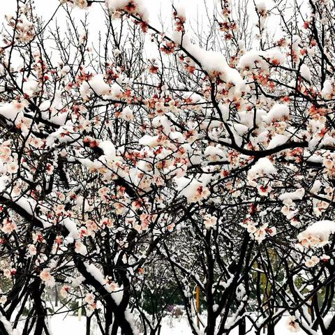 正月十五雪打花