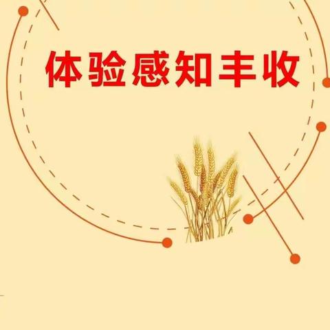 【劳动实践  乐享丰收】“金秋收获节”系列 之“豆”趣无穷