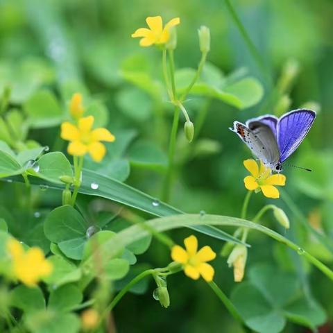 时光温润  岁月生香——桂花树第二小学第九周值周工作