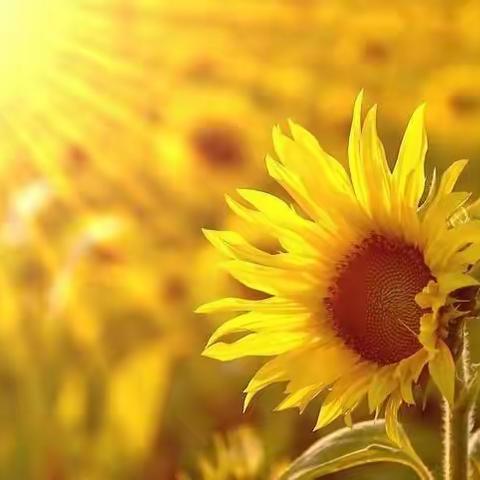 凝心齐教研 聚力共成长，——桂花树第二小学生命化课堂教学竞赛