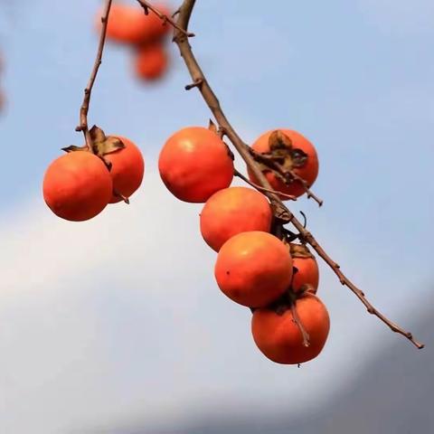 美好小“食”光，文幼第十周食谱，及第十一周食谱预报