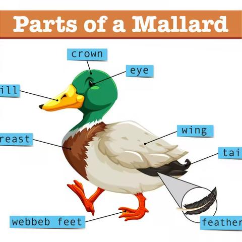 1a U5Baby ducks万思乐学V-learn小西妈双语工程1910期116号Tob…（副本）
