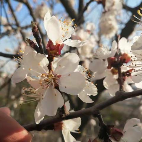 疫情无情待花开   科技有情见腾飞