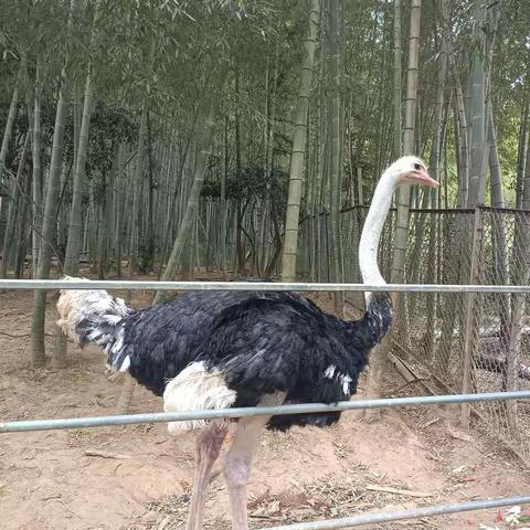 向日葵的美篇