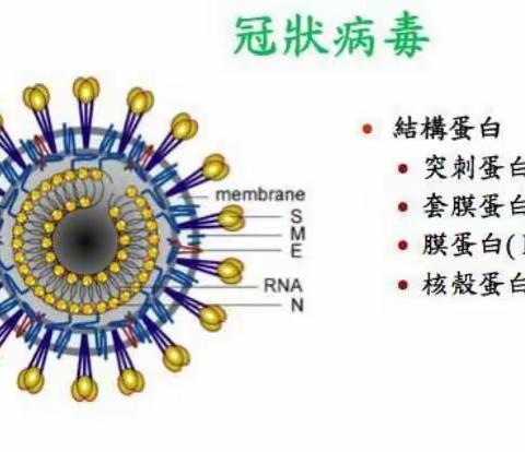 党建引领～智远街道邓家庄村两委冠状病毒🦠防护小常识