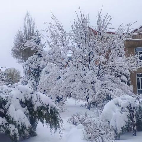 这场雪  这棵树