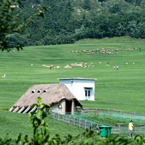 我在大连拍“草原”
