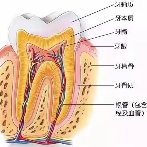 治疗牙痛的好方法——“根管治疗法”