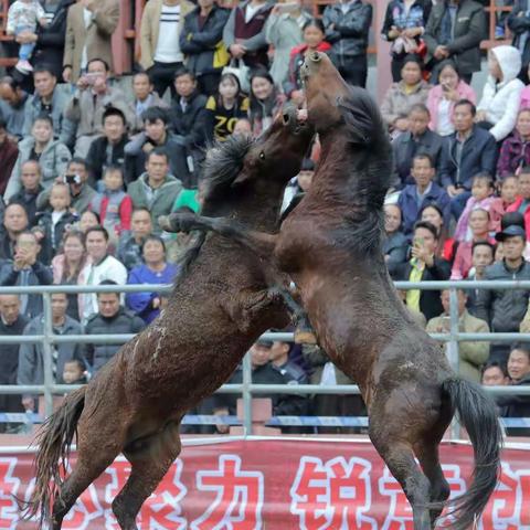 第十七届中国.融水苗族芦笙斗马节盛况