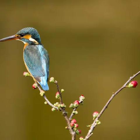 陌上花开，盼君归兮