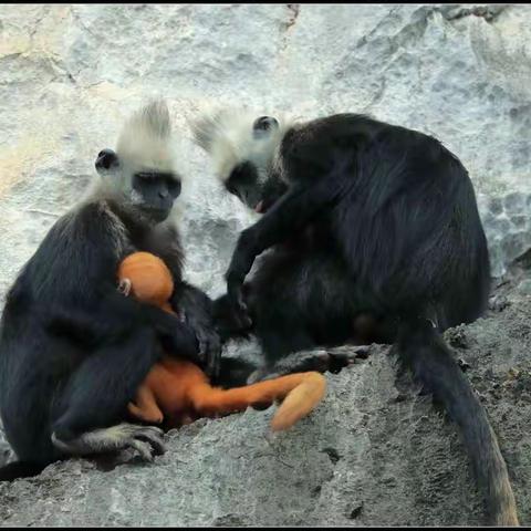 情定今生，白头到老 ——缘遇白头叶猴