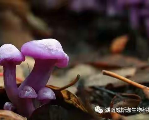 菌类图片欣赏