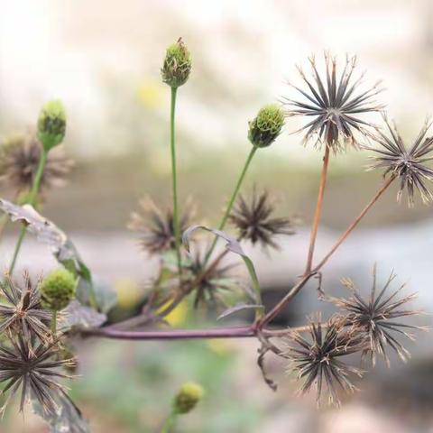 洞头野生草本植物-鬼针草（附白花鬼针草）